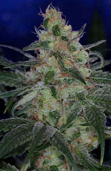 Purple Apollo 13